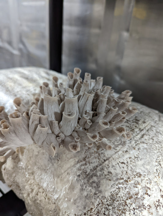 1/2 lb. Tarragon Oyster