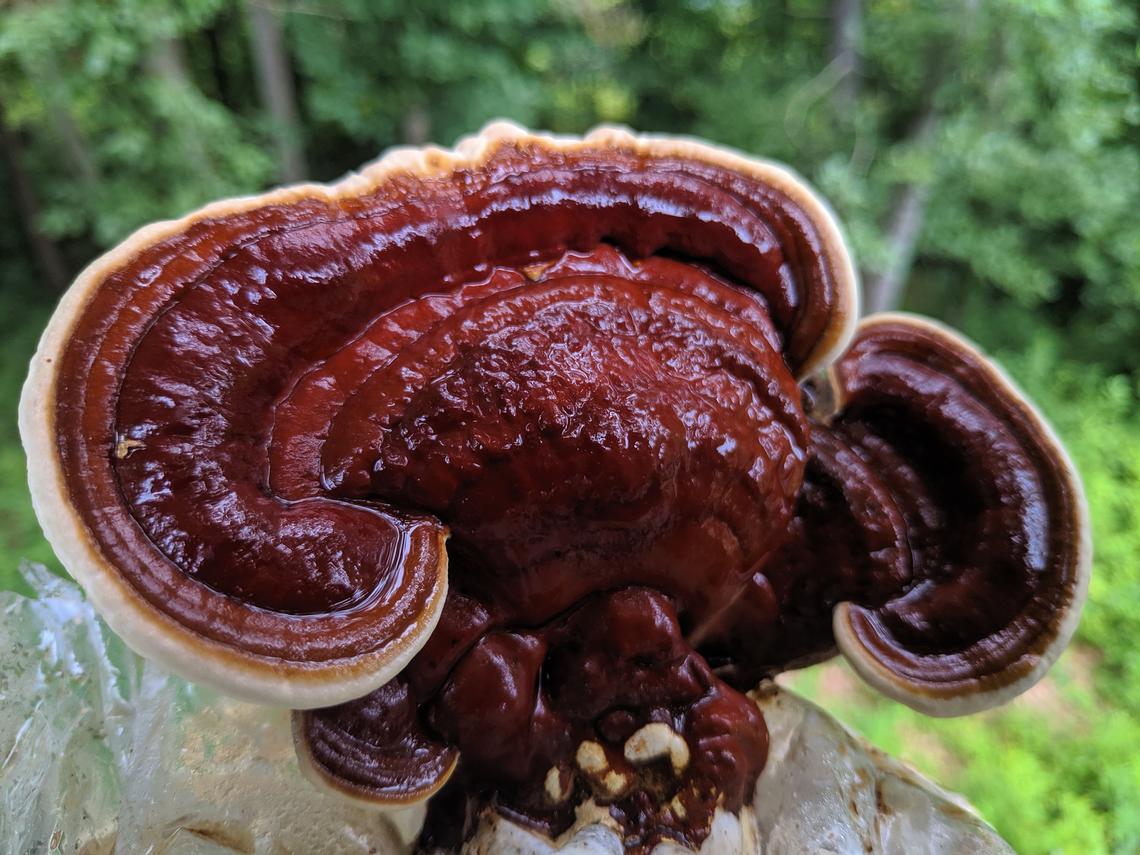 1/2 lb. Red Reishi