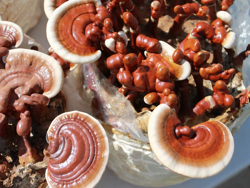1/2 lb. Red Reishi