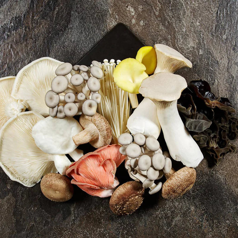 1.5 lb. Mixed Gourmet Mushroom Box