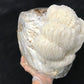 1/2 lb. Lion's Mane