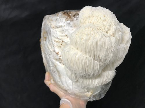 1/2 lb. Lion's Mane