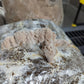 1/2 Lb. Bear's Head Tooth