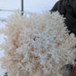 1/2 Lb. Coral Tooth Mushroom