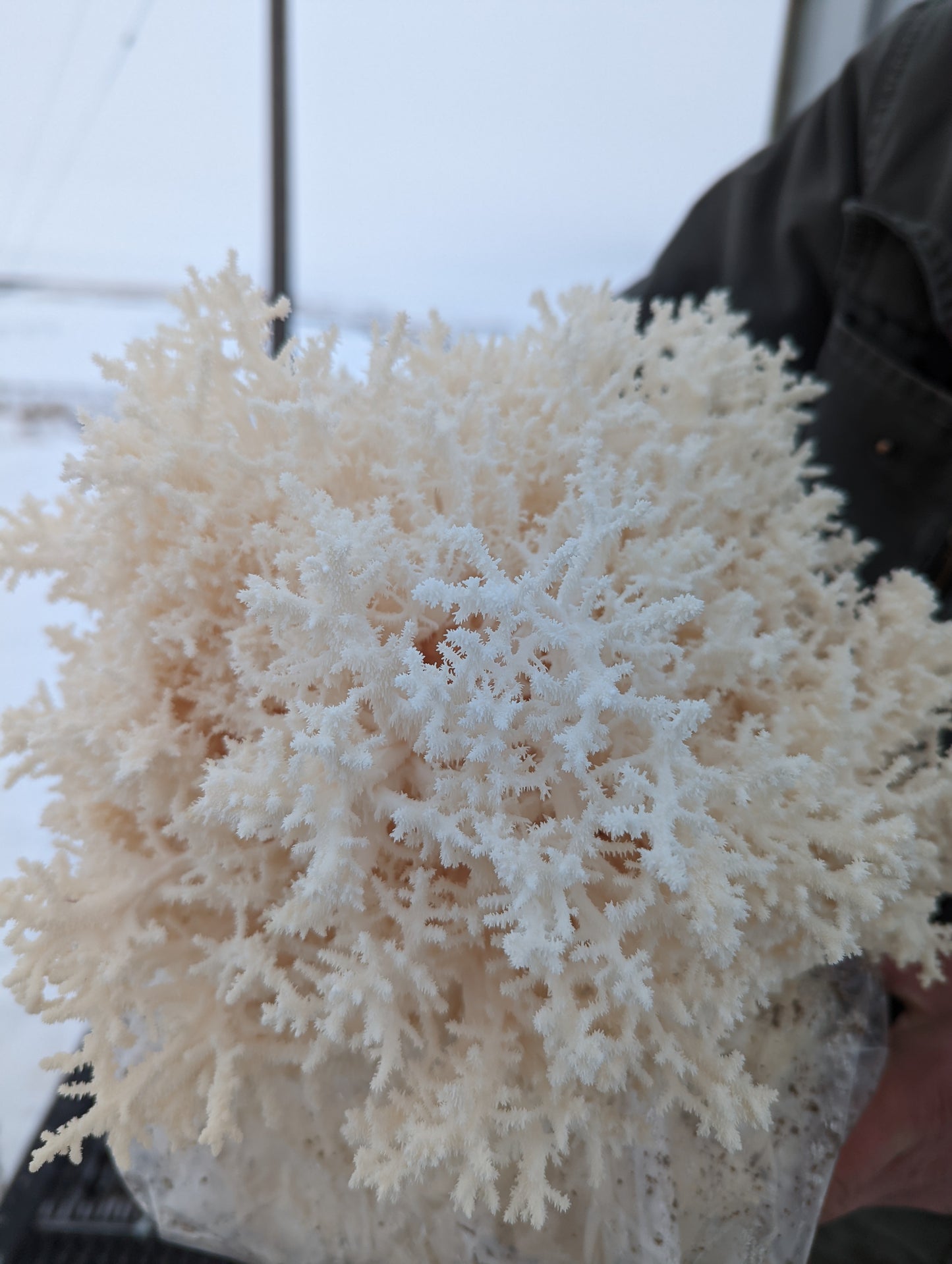 1/2 Lb. Coral Tooth Mushroom