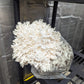 1/2 Lb. Coral Tooth Mushroom