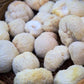 1/2 lb. Lion's Mane