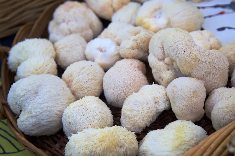 1/2 lb. Lion's Mane