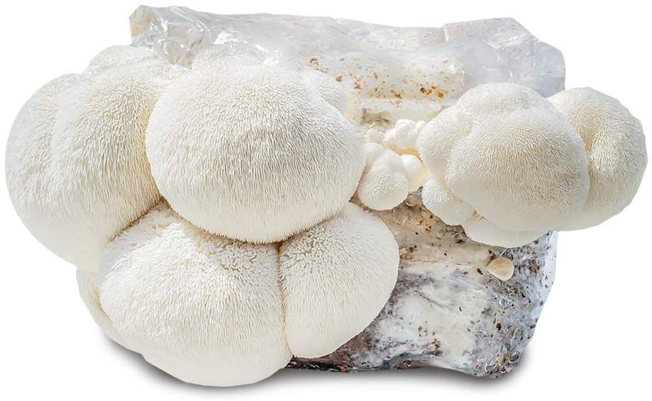 1/2 lb. Lion's Mane