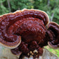 1/2 lb. Red Reishi
